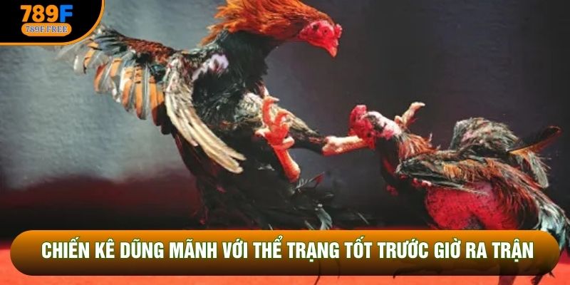 Chiến kê dũng mãnh với thể trạng tốt trước giờ ra trận