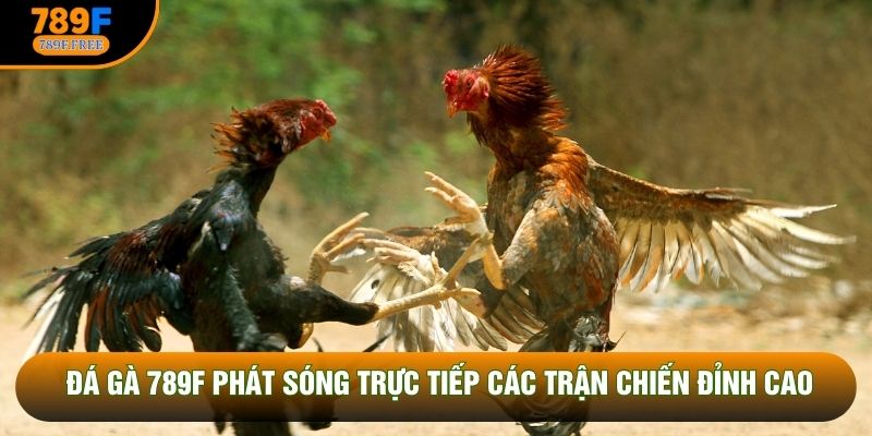 Đá gà 789F phát sóng trực tiếp các trận chiến đỉnh cao
